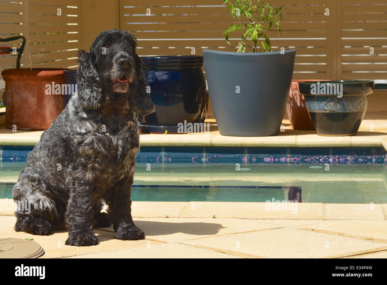 Un Cocker Anglais assis au bord de la piscine Banque D'Images