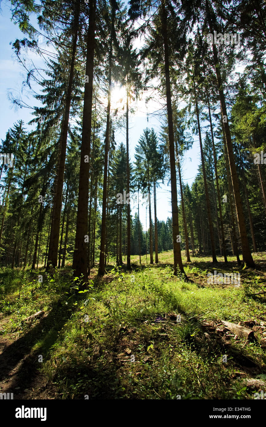 La forêt des Vosges du Nord France Banque D'Images