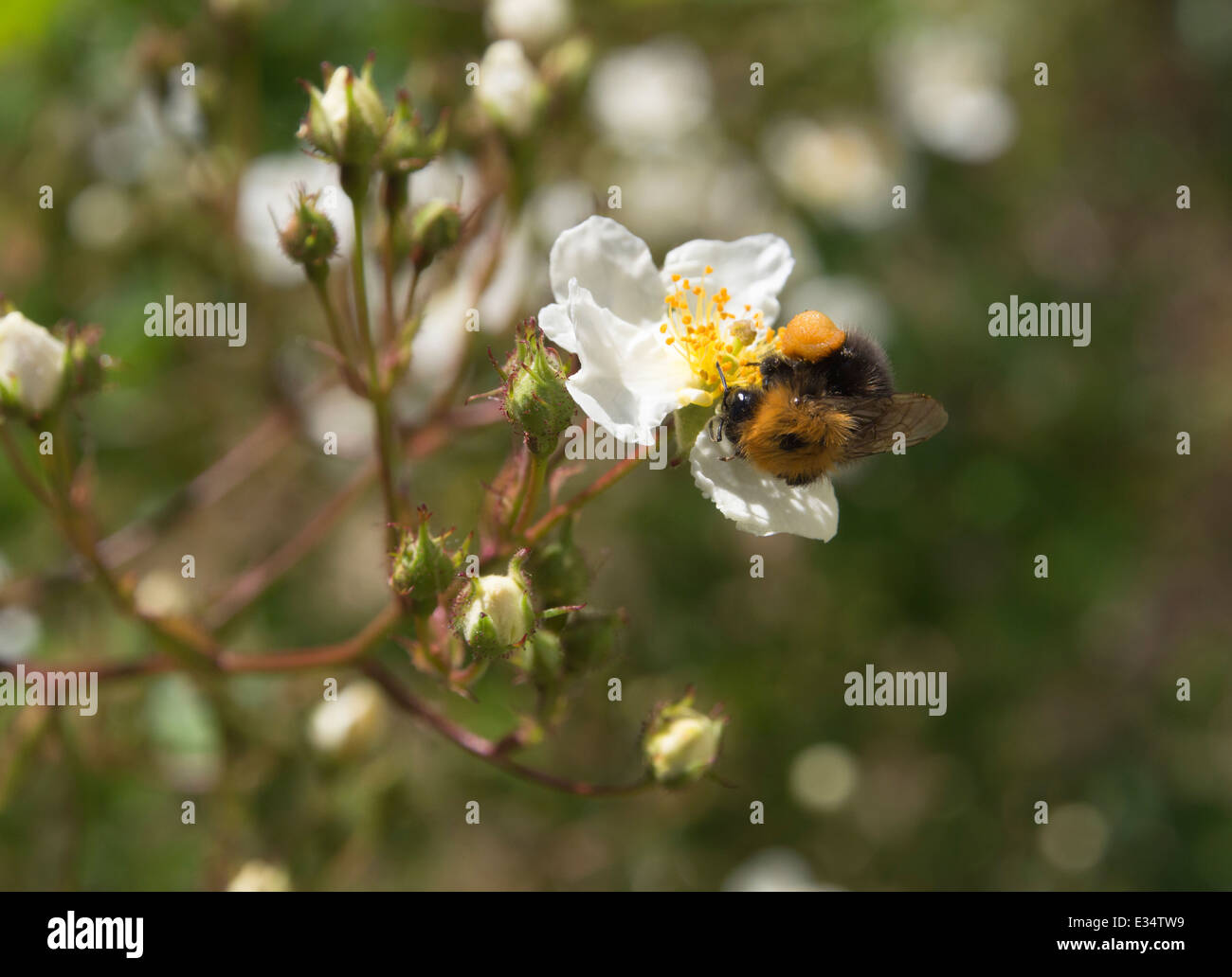 Bumblebee, avec un panier de pollen sur une fleur rose blanc,Norvège Stavanger Banque D'Images