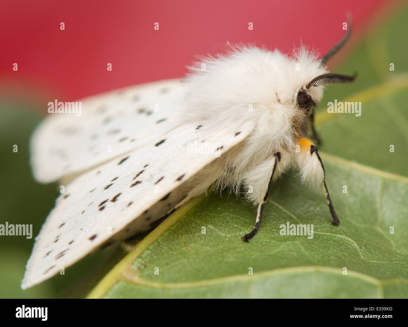 Spilosoma lubricipeda - papillon de nuit Banque D'Images
