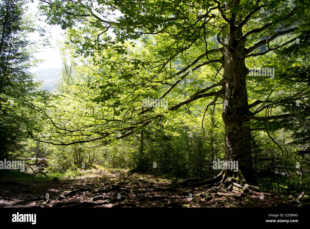 -Forêt Pyrénées Espagne Ordesa Banque D'Images