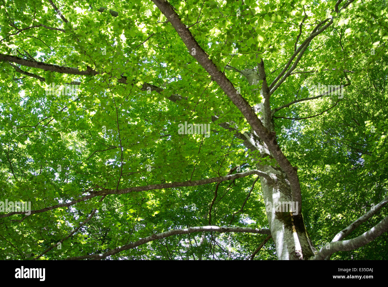 -Forêt Pyrénées Espagne Ordesa Banque D'Images