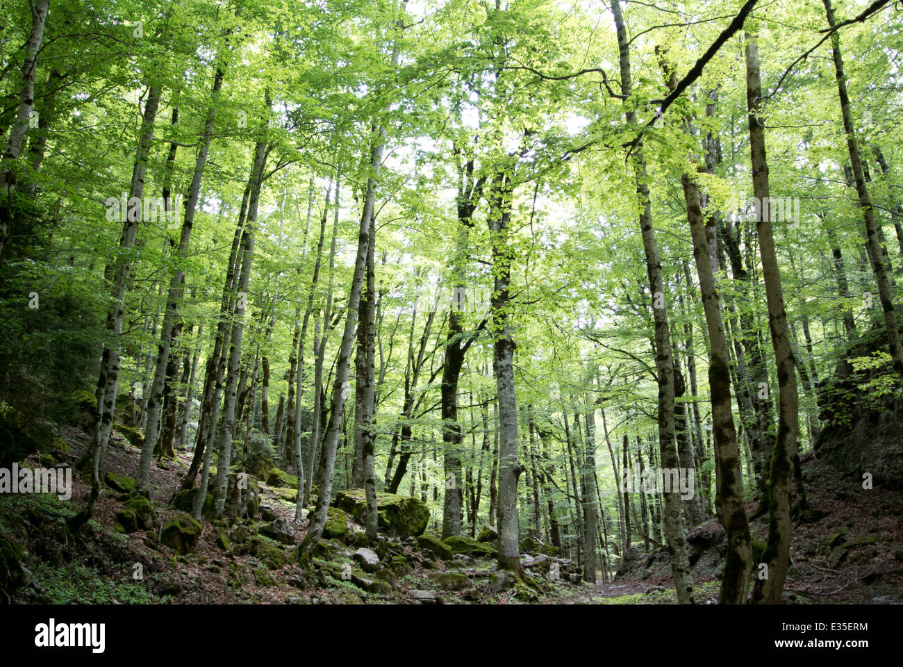 -Forêt Pyrénées Espagne Ordesa Banque D'Images