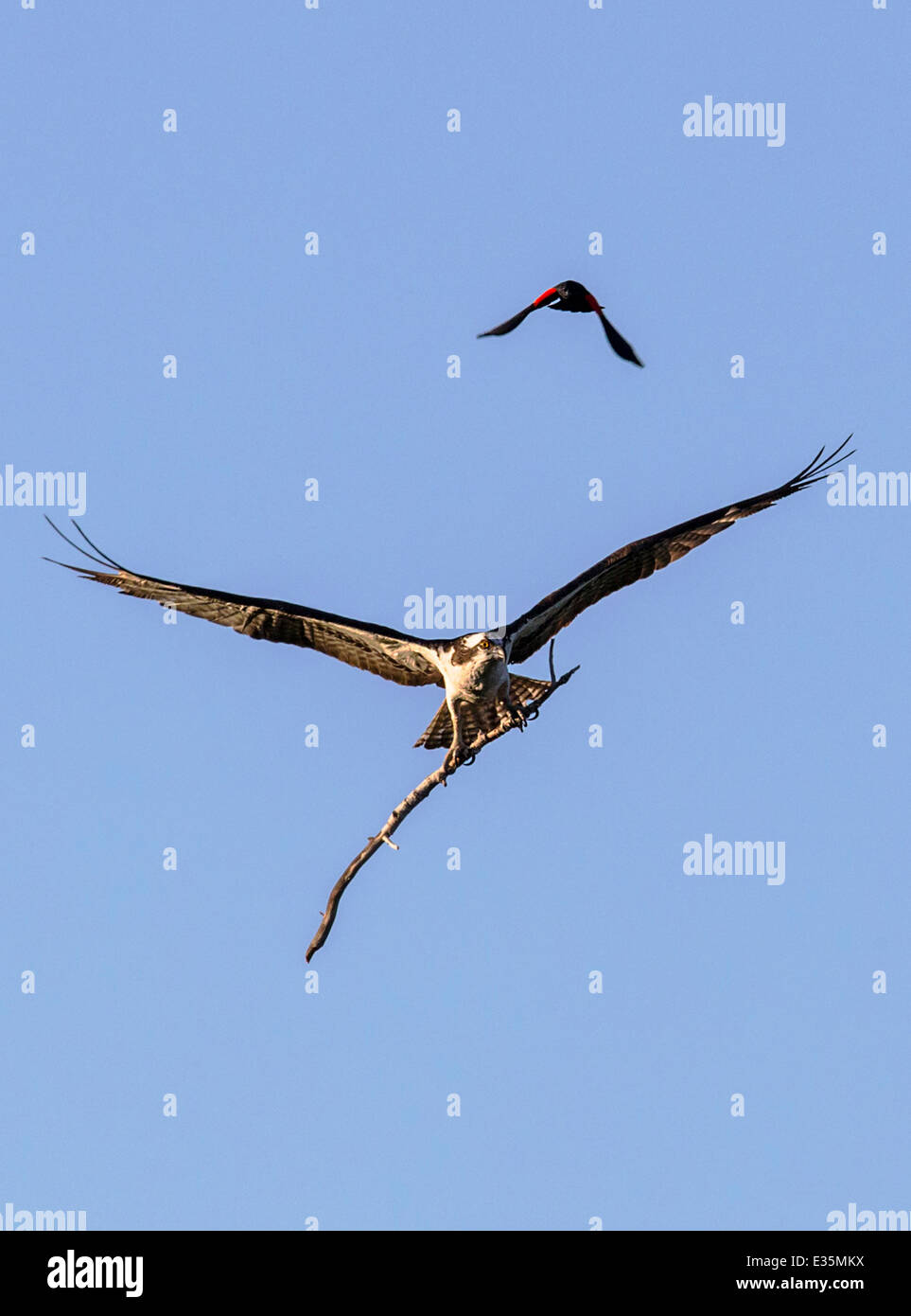 Mâle, rouge-noir ailé & oiseaux Balbuzard pêcheur en vol, transportant stick pour nid, Pandion haliaetus, Sea Hawk, poissons, rivière eagle hawk Banque D'Images