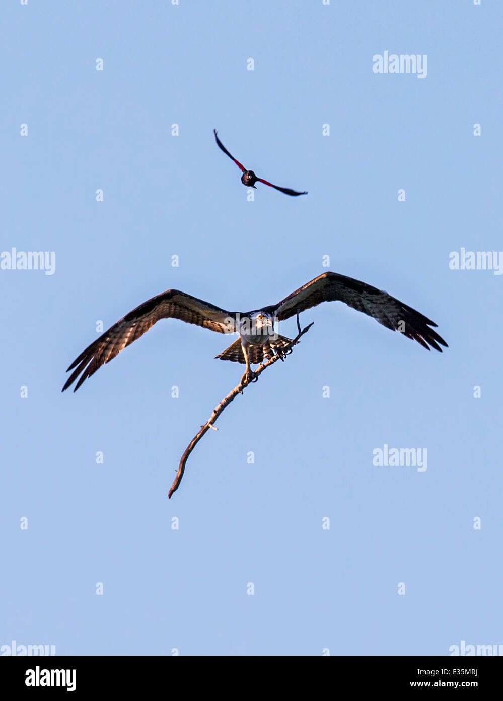 Mâle, rouge-noir ailé & oiseaux Balbuzard pêcheur en vol, transportant stick pour nid, Pandion haliaetus, Sea Hawk, poissons, rivière eagle hawk Banque D'Images