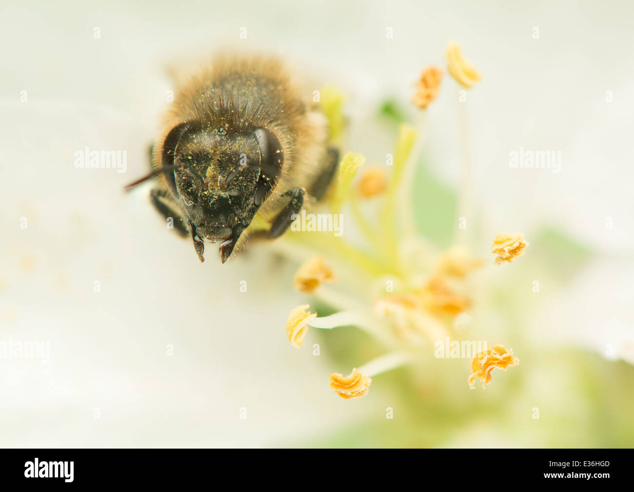 - L'abeille Apis mellifera Banque D'Images