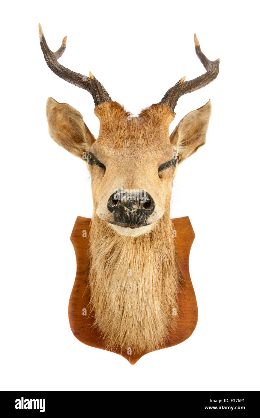 D'une épaule (Stag Deer mâle/mâle) Banque D'Images