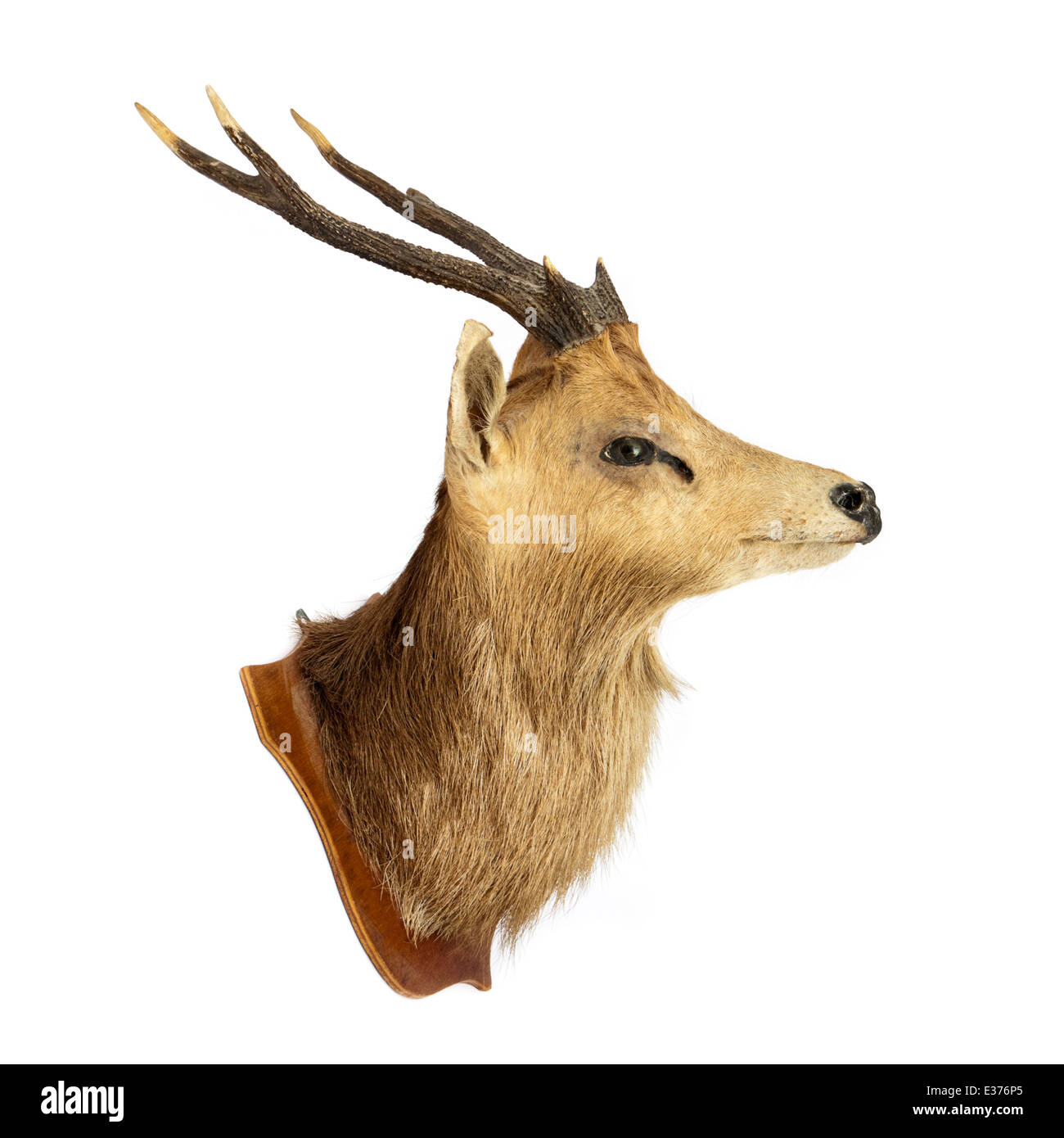 D'une épaule (Stag Deer mâle/mâle) Banque D'Images
