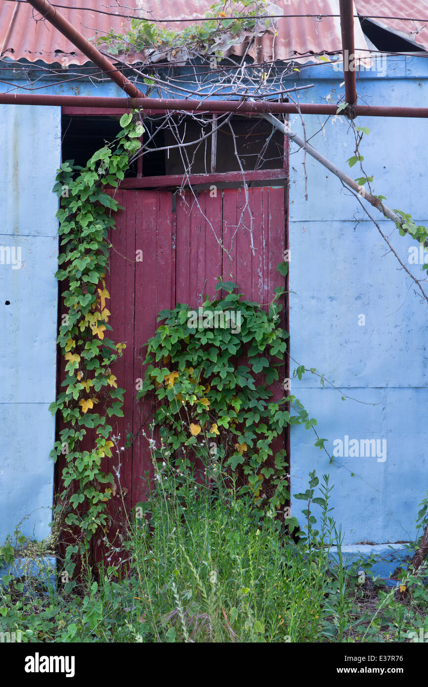 Un vieux blue metal hangar avec un toit ondulé et porte en bois rouge à Katelios est couvert par un réducteur. Banque D'Images