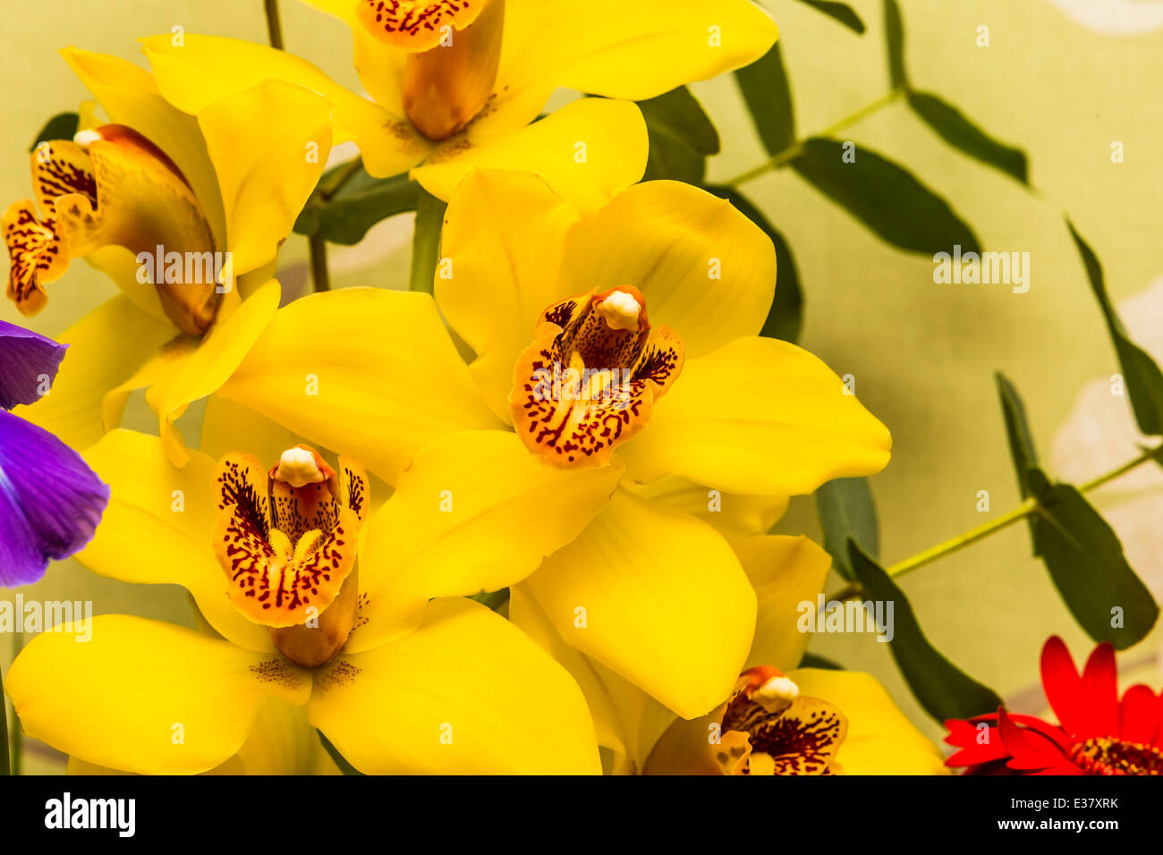 Orchidées jaunes dans un bouquet de fleurs Banque D'Images