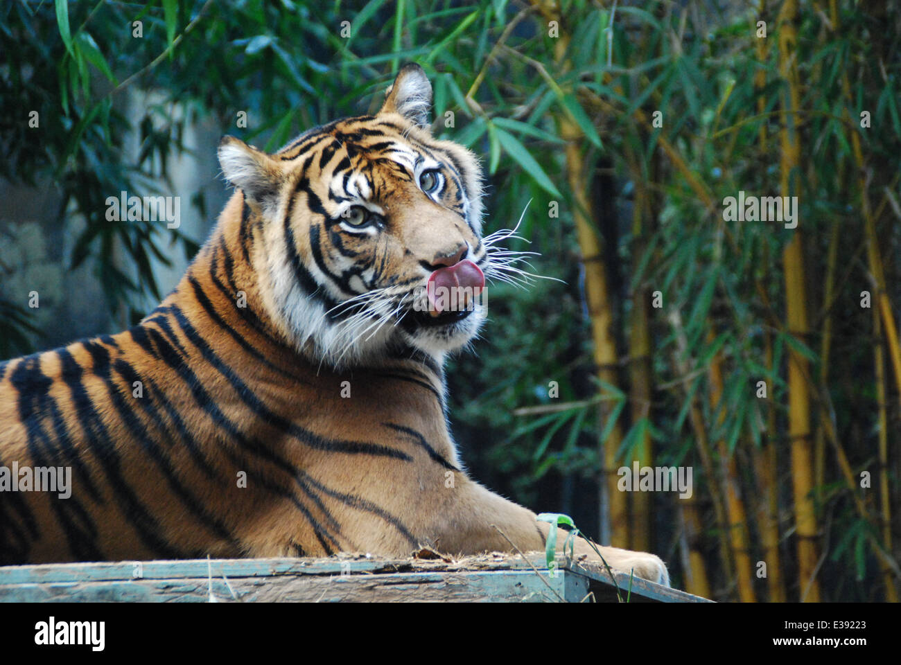 Tiger léchant son nez. Banque D'Images