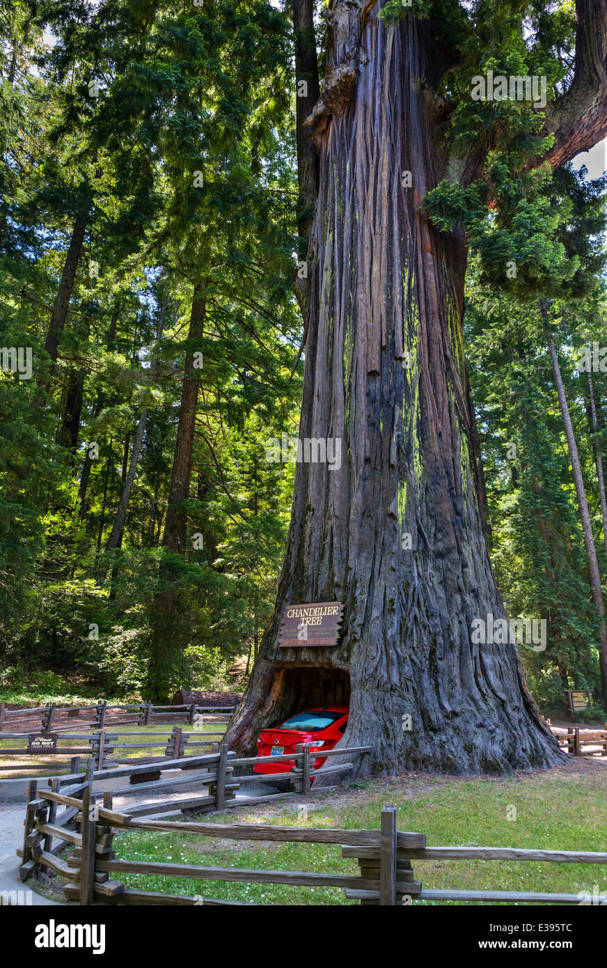 Séquoia géant. Voiture roulant à travers le lustre Drive-thru Tree in Leggett, California redwoods, le nord de la Californie, USA Banque D'Images