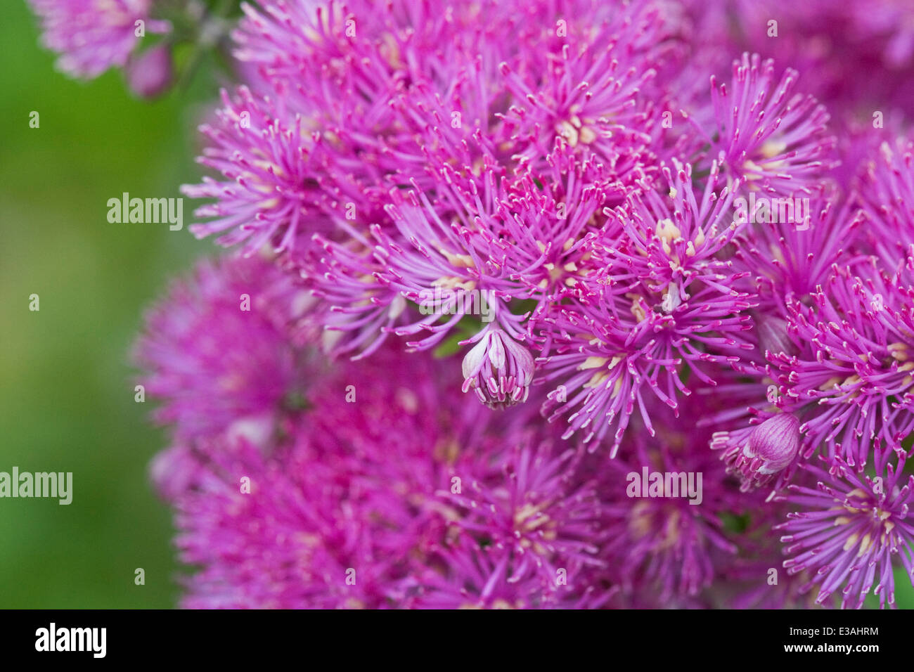 Thalictrum aquilegifolium. Une plus grande prairie rue poussant dans un jardin de cottage anglais. Banque D'Images