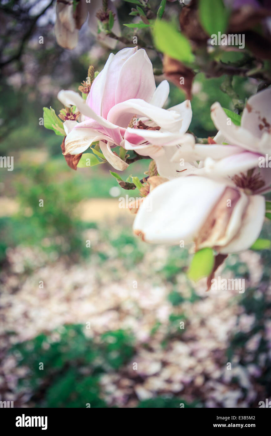 Magnolia fleurs dans un vieux jardin par printemps Banque D'Images