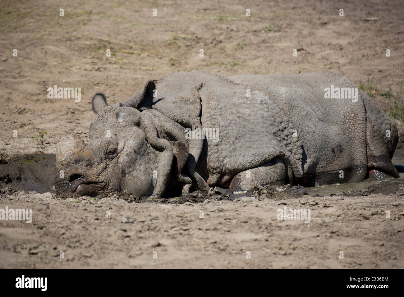 Rhino se reposant dans une clairière Banque D'Images