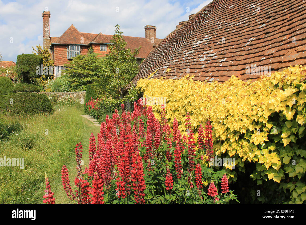 Lupins couleur rubis et golden ivy aux côtés de l'igloo, regardant vers la maison principale, dans la région de Great Dixter Garden, East Sussex, UK Banque D'Images