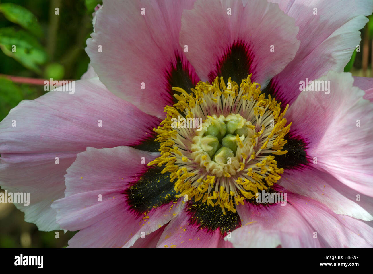 Paeonia rockii-Tree Peony Banque D'Images