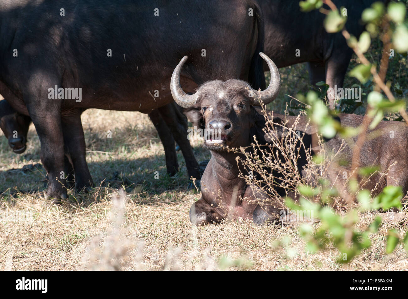 Buffle africain ou buffle (Syncerus caffer). L'un des cinq grands groupes d'animaux Banque D'Images