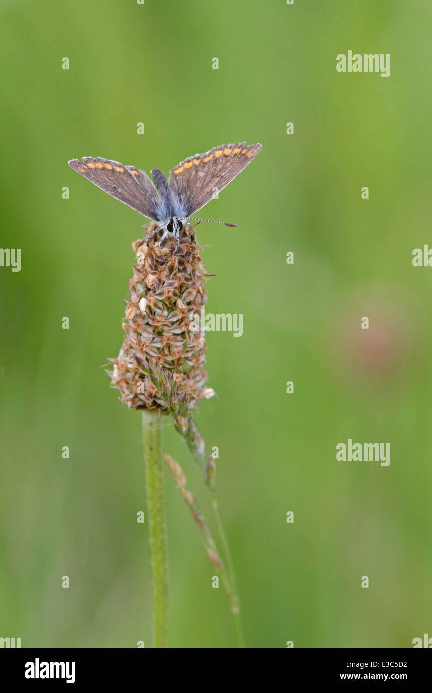 Papillon Argus brun Banque D'Images