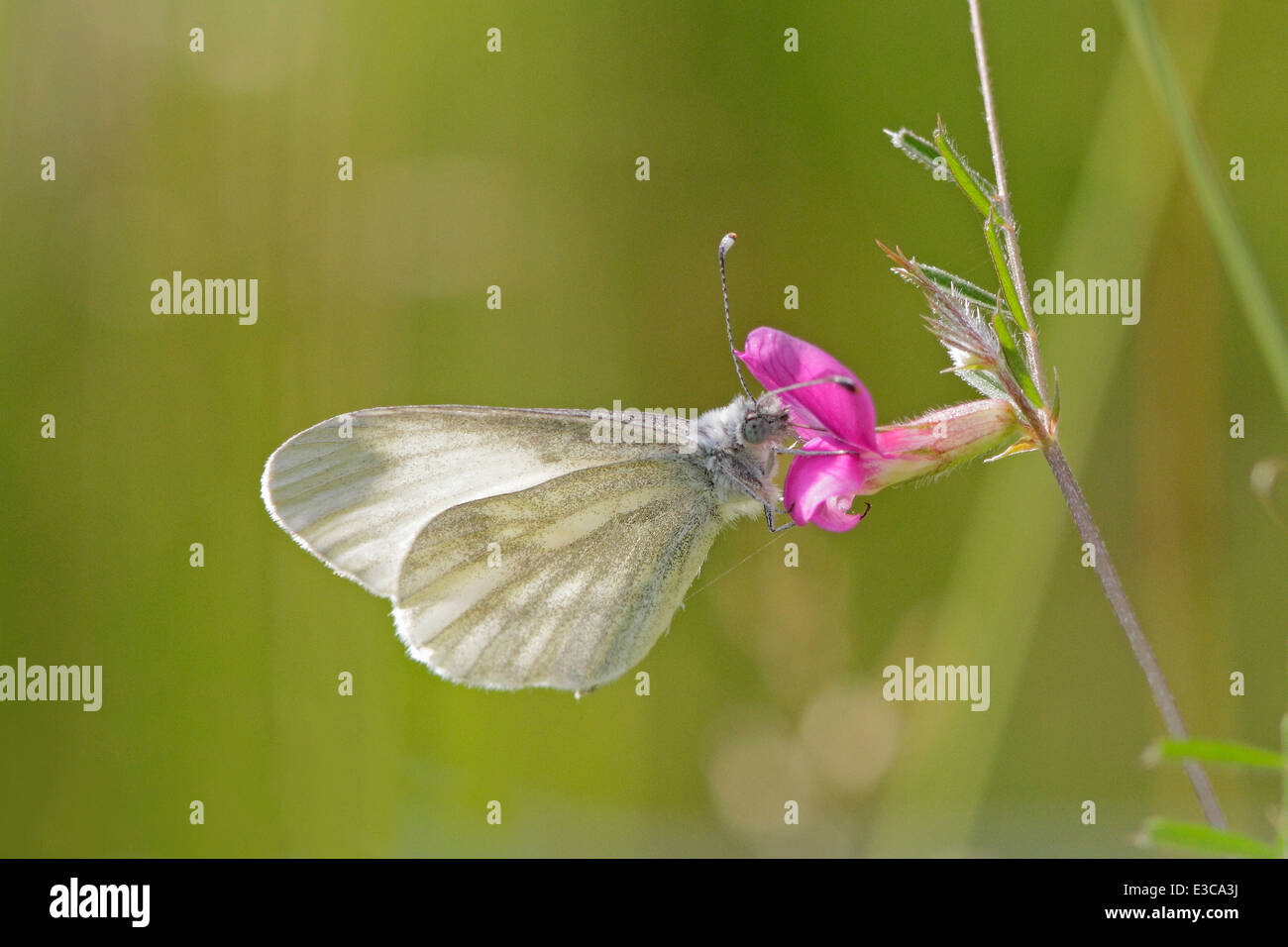 Papillon blanc bois Banque D'Images