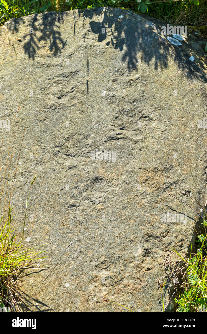 Des empreintes de dinosaures SUR LA SURFACE D'une roche trouvés dans ou près d'CLASHACH QUARRY HOPEMAN SCOTLAND MORAY Banque D'Images