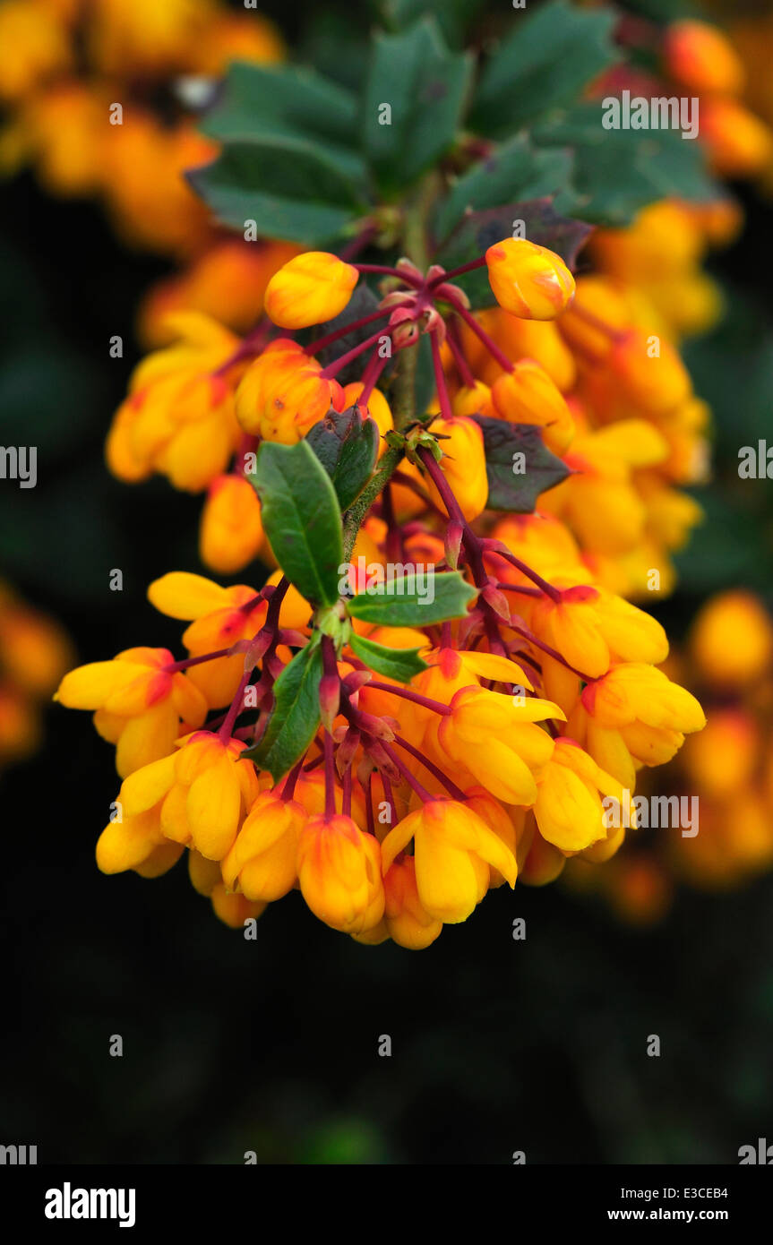 Berberis Darwinni dans le jardin au printemps fleurs Banque D'Images