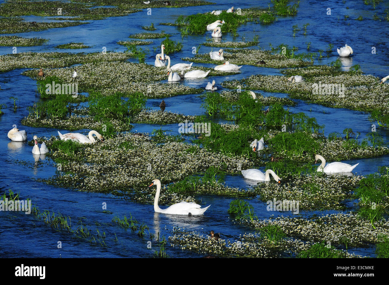 Les cygnes tuberculés sur la rivière Stour à Crawford bridge, Spetisbury, Dorset, UK Banque D'Images