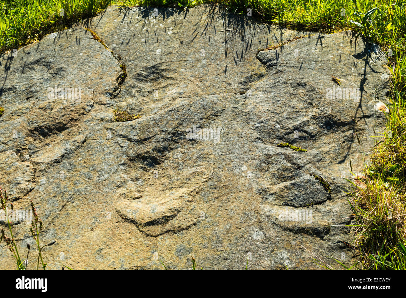 SURFACE D'un rocher avec des empreintes de pieds de dinosaures PRÈS DE LA CÔTE DE MORAY HOPEMAN SUR D'ÉCOSSE Banque D'Images