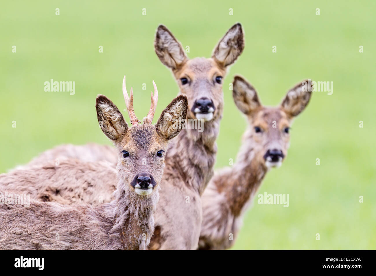 Un groupe familial de la mue chevreuils ensemble durant le printemps, Norfolk, Angleterre Banque D'Images