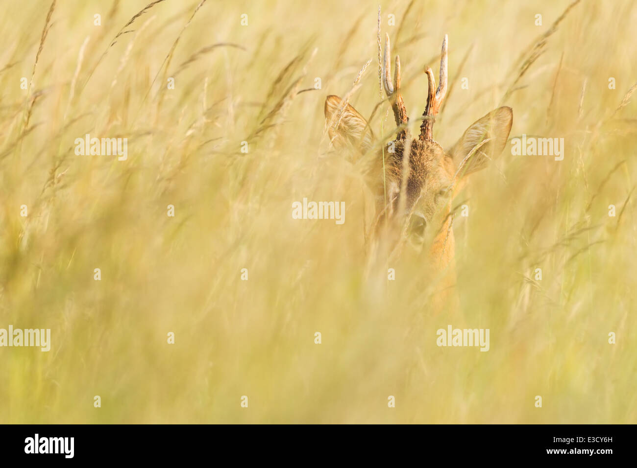 Roe buck se cacher dans les hautes herbes d'une prairie d'été Anglais traditionnel au coucher du soleil pendant le rut annuel du Cerf, Norfolk, Angleterre Banque D'Images
