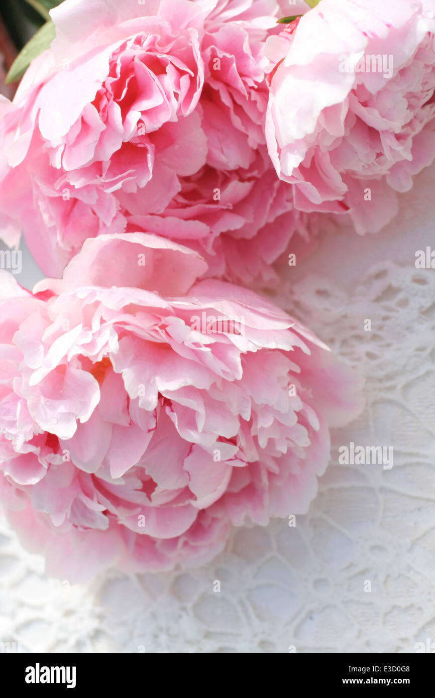 Belles pivoines Rose romantique sur fond de dentelle blanc Banque D'Images