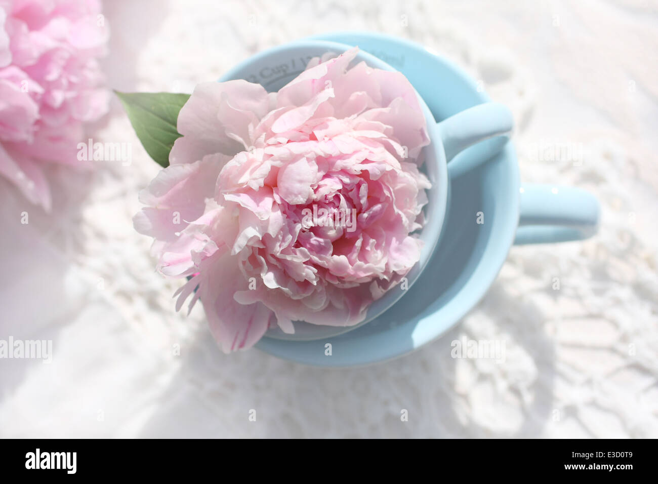 Belles pivoines rose tendre en bleu clair verre Banque D'Images