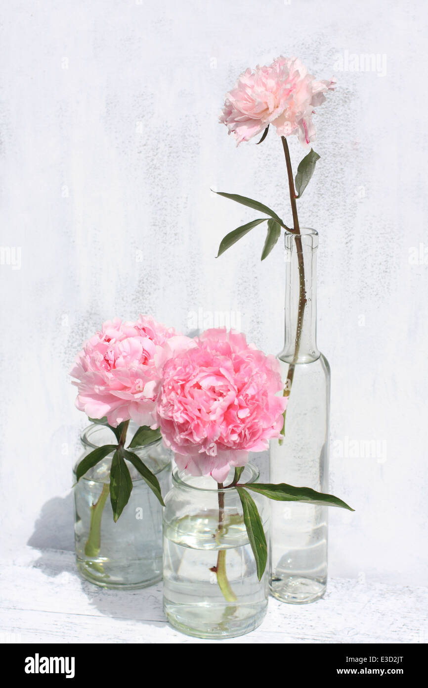 Belles pivoines rose vase en verre sur fond peint en blanc, still life Banque D'Images