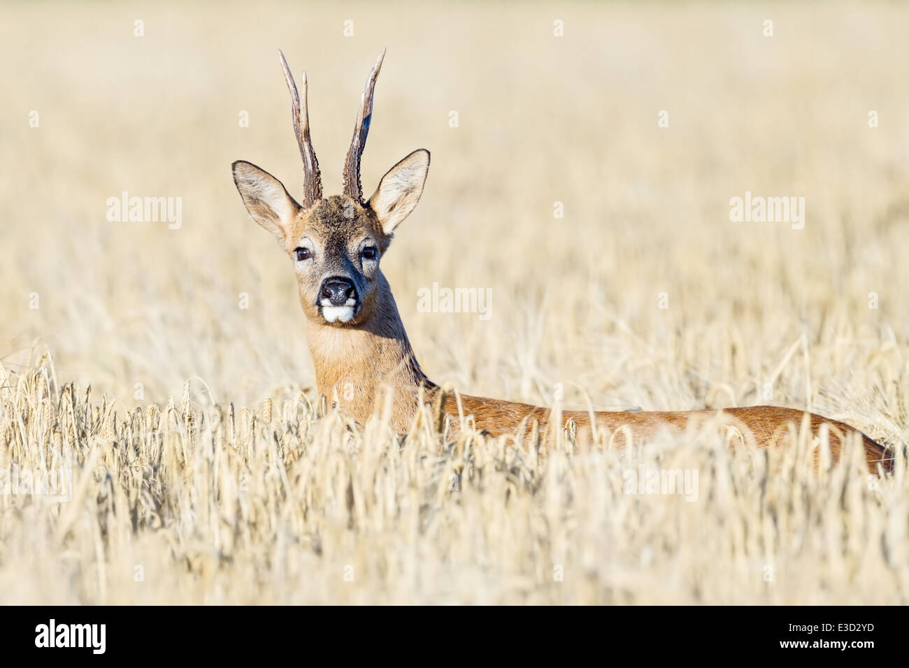 Roe buck alert tout en suivant un sentier d'un parfum féminin oestral au moyen d'un champ arable durant le rut, Norfolk, Angleterre Banque D'Images