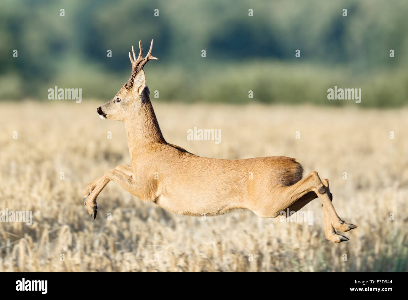 Un Roe buck montre une paire de guérit comme il saute dans les airs au-dessus du champ arable, Norfolk, Angleterre Banque D'Images