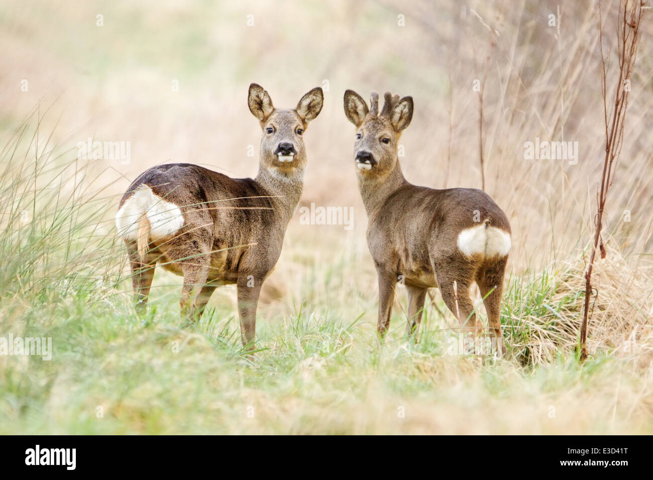 Un Roe doe et son compagnon alimentation buck dans un pâturage au printemps, Norfolk, Angleterre Banque D'Images