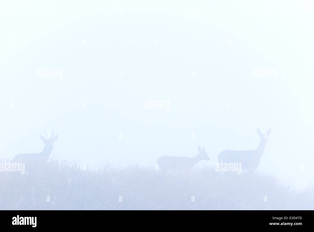 Une famille de chevreuils sortir de la brume matinale à l'automne, Norfolk, Angleterre Banque D'Images