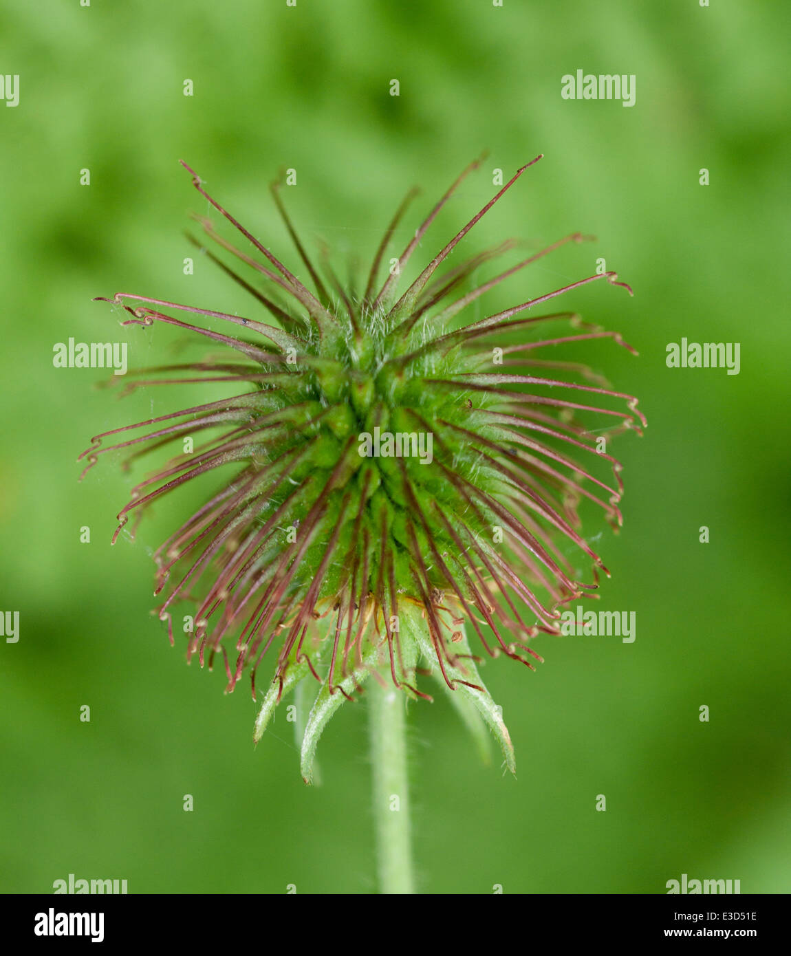 Gros plan de la tête de la graine de l'herbe commune Herb Bennett (Geum Urbanum) montrant la graine accrochée qui a inspiré l'invention de velcro. Banque D'Images