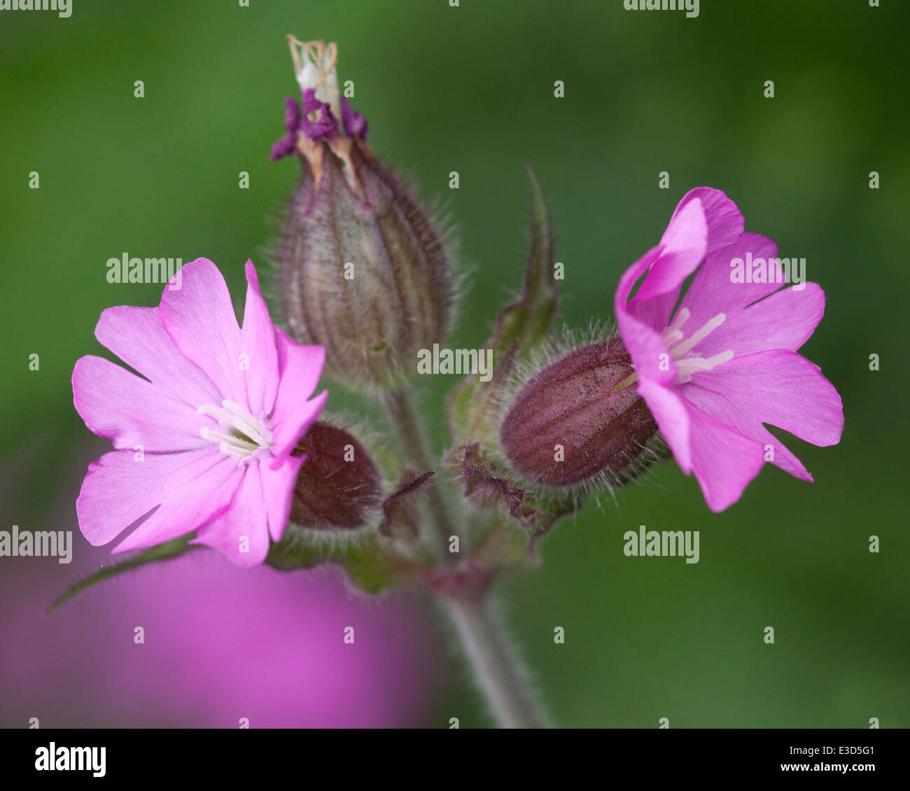 Red (Silene dioica) poussent à l'état sauvage. Banque D'Images