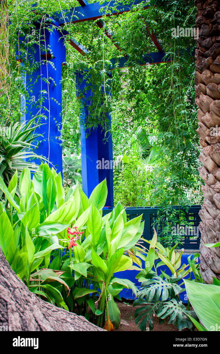 Les magnifiques jardins Majorelle restauré avec soin par Yves Saint-Laurent à Marrakech, Maroc, Afrique du Nord. Banque D'Images