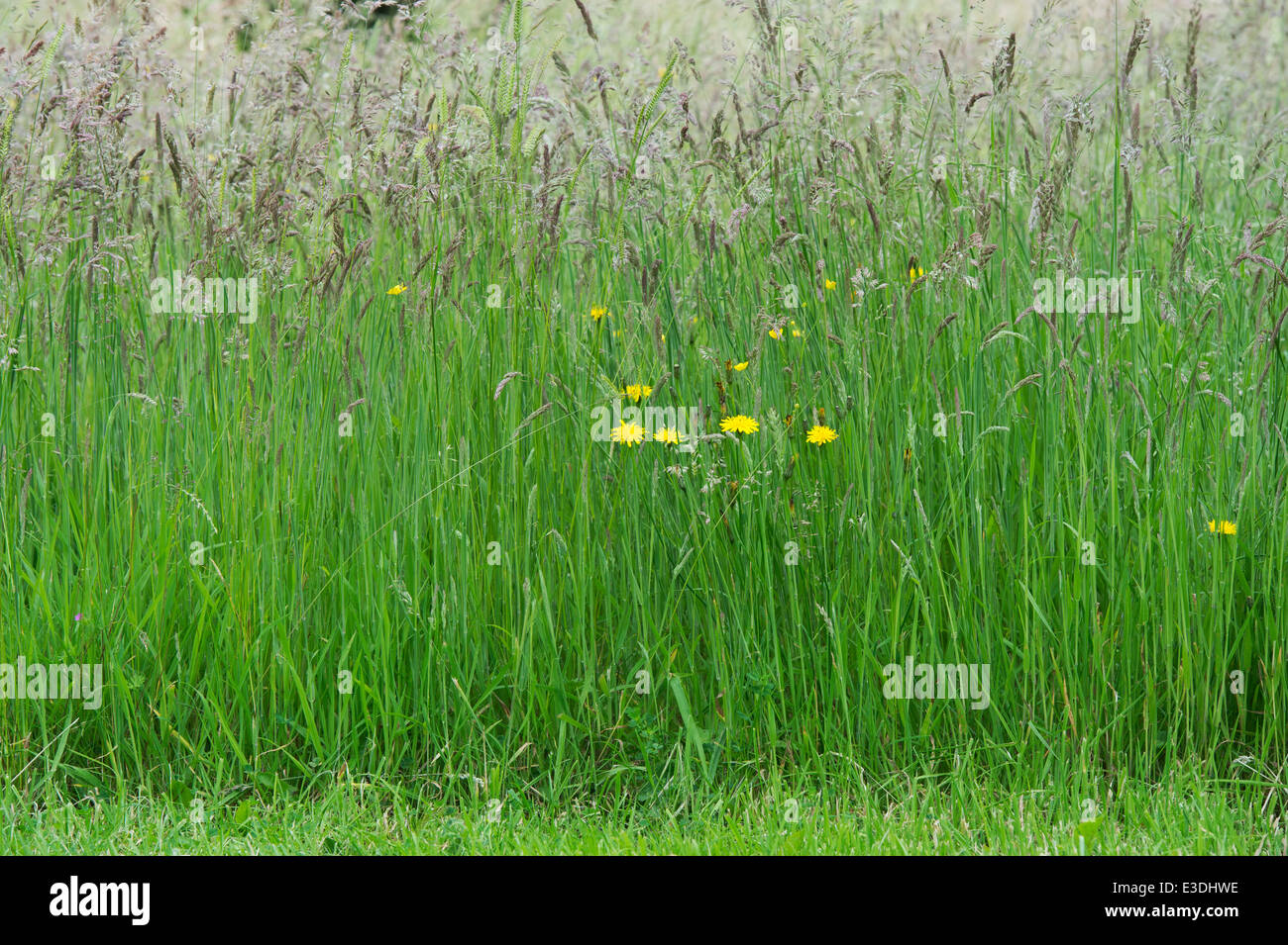 Long meadow grass seed va dans la campagne anglaise Banque D'Images