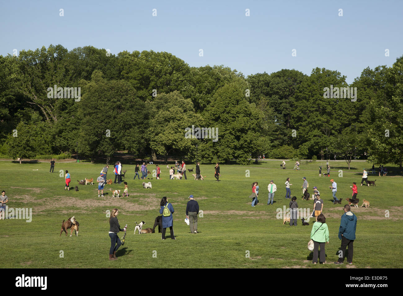 Les propriétaires d'animaux de socialiser dans le parc Prospect pendant 'run free hour' le matin avant 9h00, à Brooklyn, New York. Banque D'Images