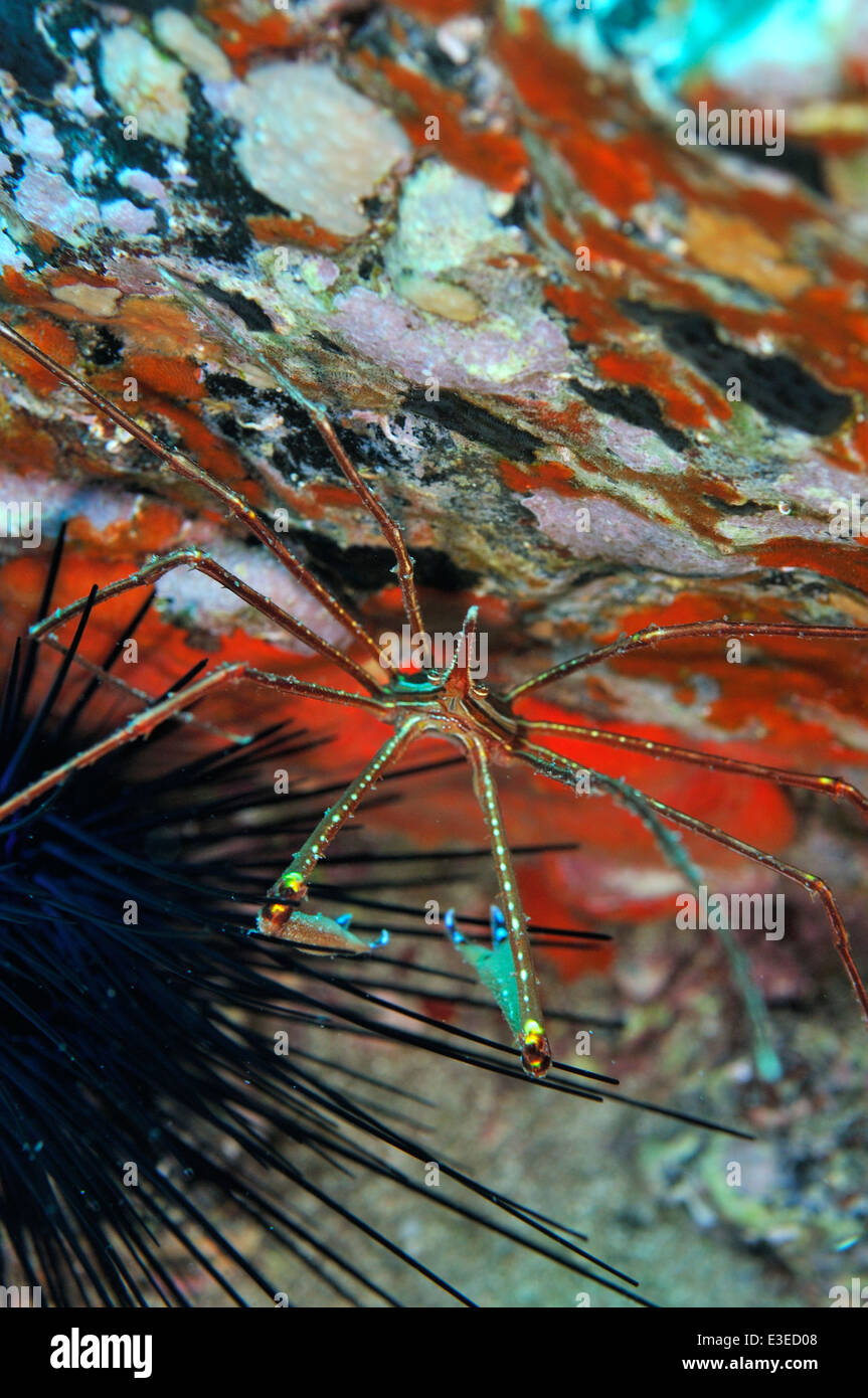 Crabe flèche sur la roche rouge et noir avec spong a montré un taux d'oursin, Tenerife Banque D'Images