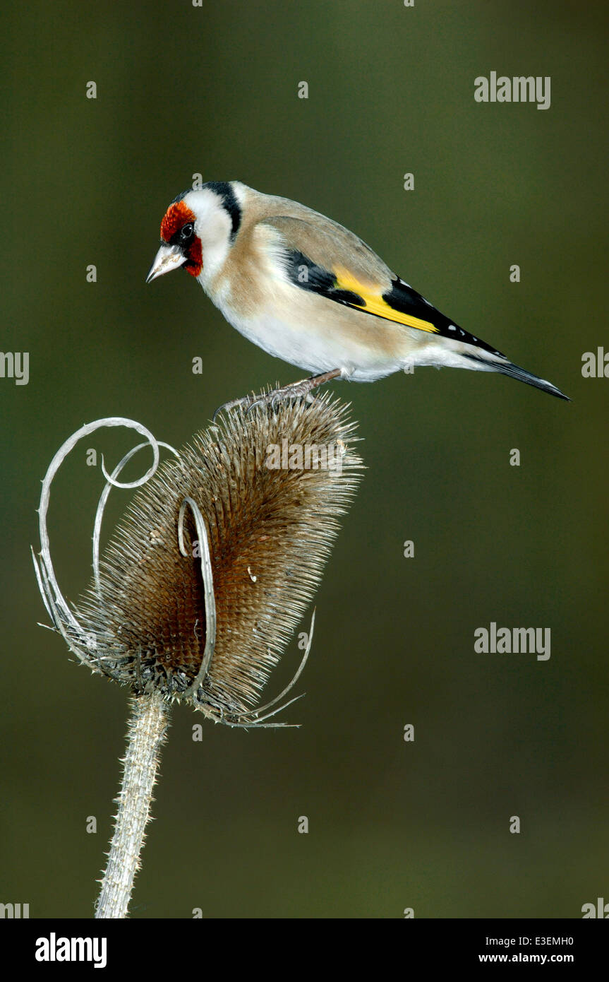 Goldfinch Carduelis carduelis Banque D'Images