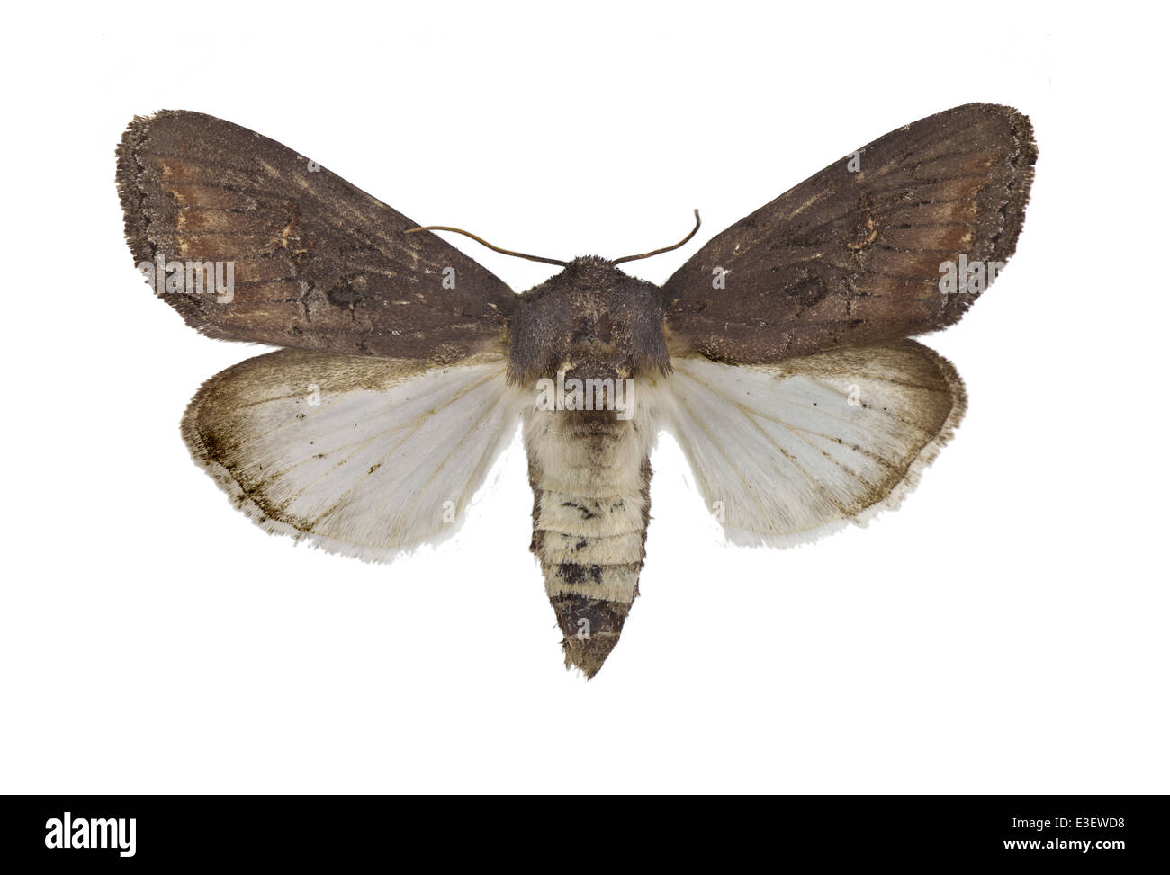 Lepidoptera, Noctuidae, Brithys crini, Fabricius, 1775, de l'Agrile du frêne Agrile du Crinum Lily, Kew Arches Banque D'Images