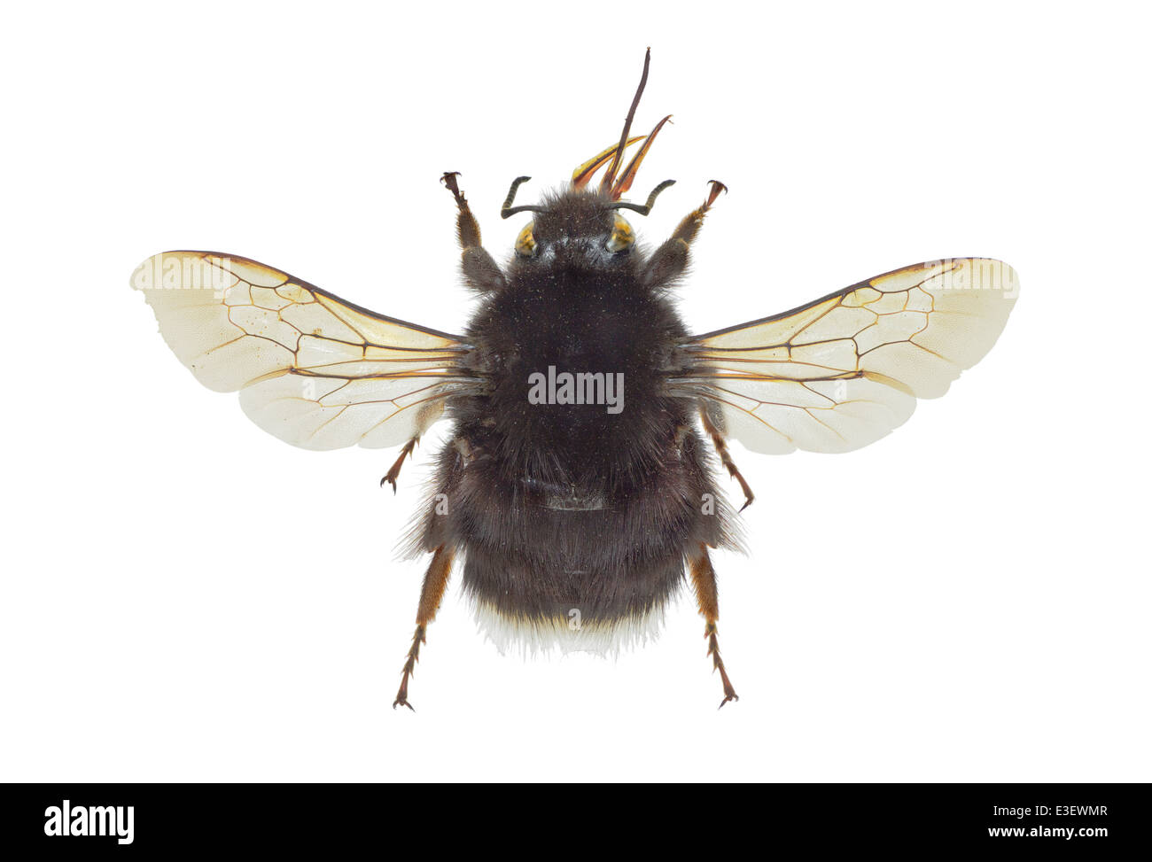 Hymenoptera Apidae ; ; Bombus canariensis ; Pérez 1895 ; Arborvitae Charançon japonais ; Banque D'Images