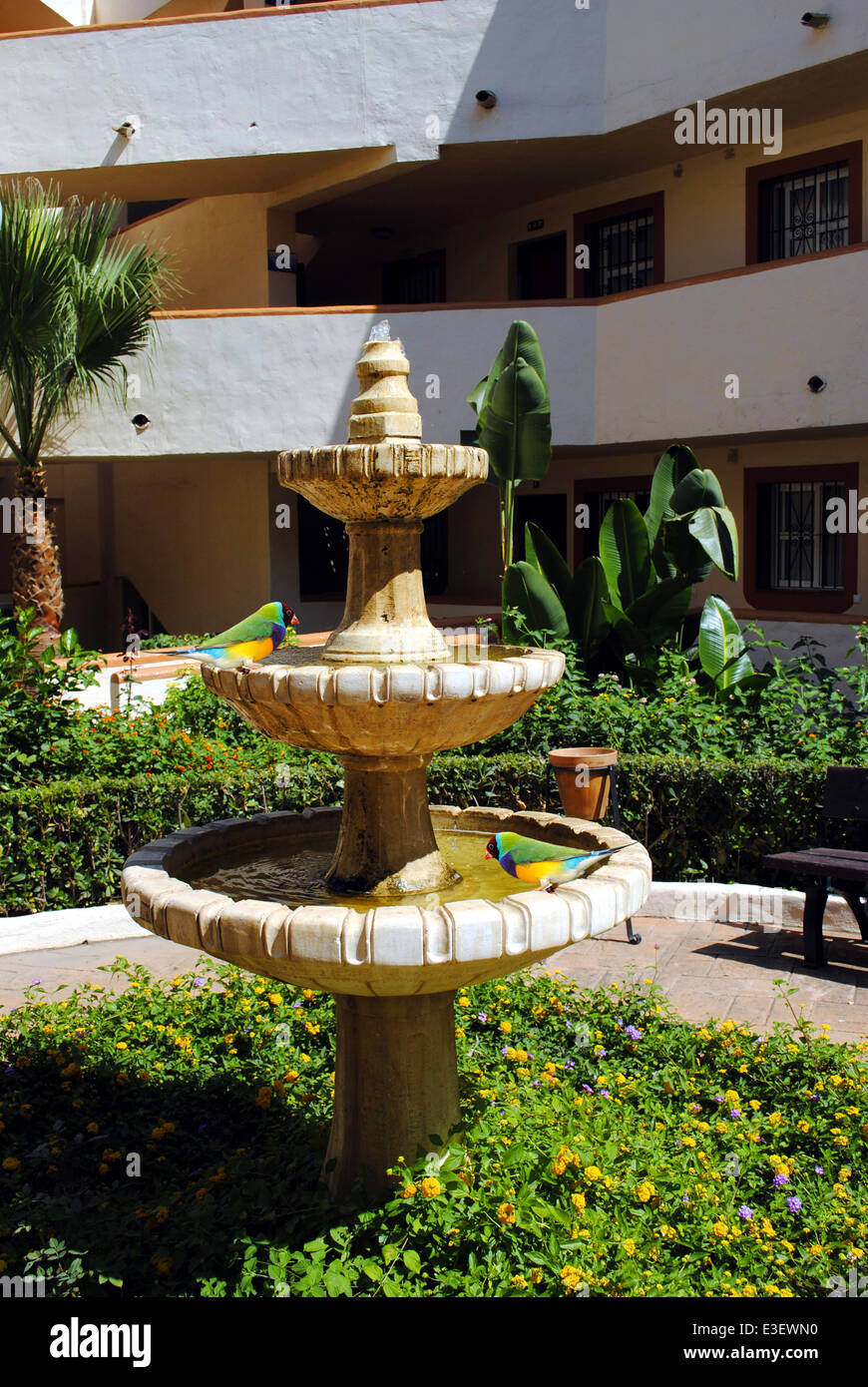 Gouldian Finch boire d'une Fontaine Banque D'Images