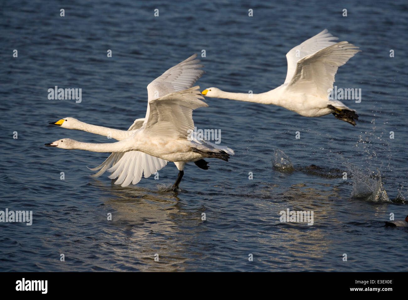 Cygne chanteur Cygnus cygnus Banque D'Images