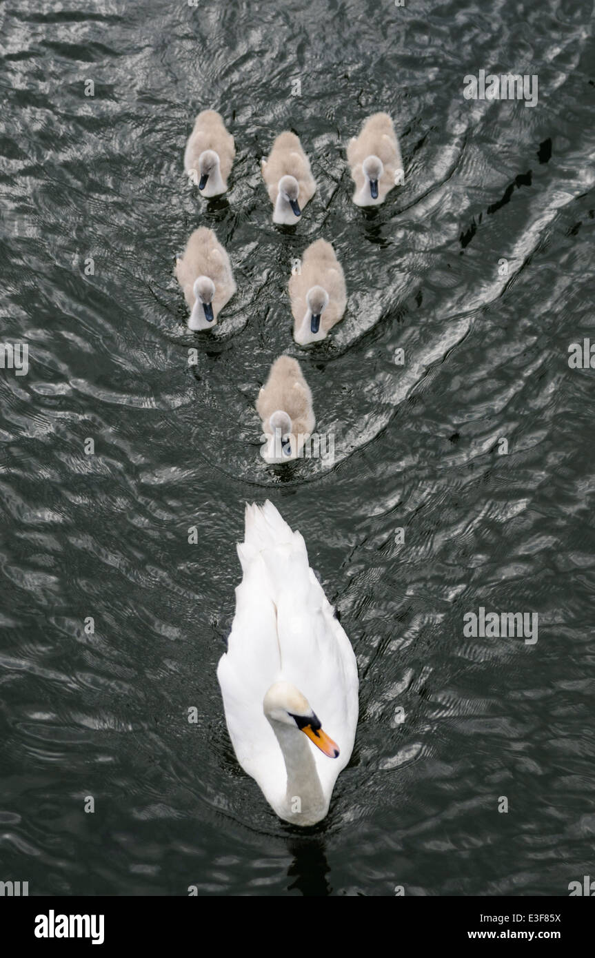 Swan femelle avec six cygnets Banque D'Images