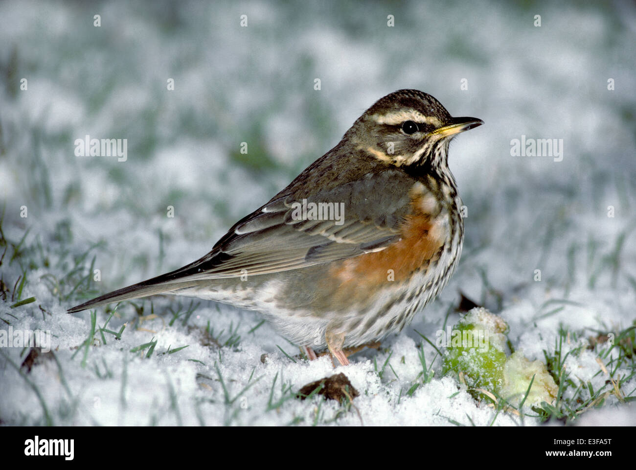 Redwing Turdus iliacus Banque D'Images